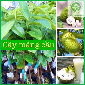 Cây giống mẵng cầu xiêm
