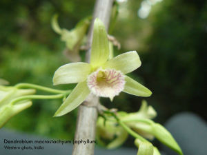 dendrobium stuartii sudah ditempel di papan tinggal rawat bibit bunga anggrek dendro macrostachyum
