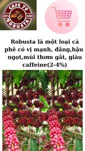 CÀ PHÊ NGUYÊN CHẤT ROBUSTA RANG MỘC NGUYEN HAT 100% CAFE SẠCH HƯƠNG VỊ THƠM NGON TỚI TỪ VÙNG NÚI DAKLAK TÂY NGUYÊN