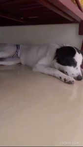 Quần sinh lý cho Chó cái có đai lưng bằng băng gai dán chắc chắn (mẫu mới) - Hara Pet Store