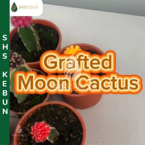 Gymnocalycium mihanovichii Grafted Moon Cactus Random Color Pokok Hiasan Real Plant Live Plant  SHS Kebun