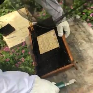 ชุดสำหรับเพาะตัวอ่อนนางพญาผึ้ง เพาะเลี้ยงนางพญาผึ้ง การเลี้ยงนางพญาผึ้ง ทำให้ได้นางพญาที่ละมากๆขึ้น