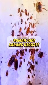 BACUYA Aromatic Spray Pengusir Kecoa: Rumah Bersih Bebas Gangguan Kecoa