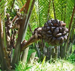 buah nipah dahon muda segar 3.kg cangkangan