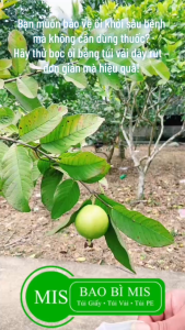 100 Túi Bọc Trái Cây Túi Bọc Bưởi Túi Vải Bọc Xoài Cát Túi Bọc Ổi Na Thái Mãng Cầu Bọc Trái Cây Chống Côn Trùng Vải Không Dệt Có Dây Rút