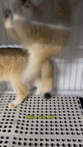 [Combo 2 Can] Dung Dịch Vệ Sinh Diệt Khuẩn Khử Mùi Chuồng Trại Chăn Nuôi ASFA FARM 5 lít