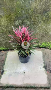 Cây Ánh Dương - Kích thước tổng thể tầm 20-30 cm - Chịu nắng sân vườn! Nắng Garden