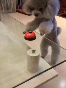 Chuông Bấm Huấn Luyện Cho Chó Mèo Thú Cưng - Ăn Đúng Giờ Đi Vệ Sinh Đúng Chỗ