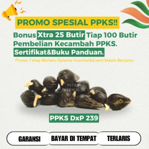 BIBIT BENIH KECAMBAH SAWIT PPKS DxP 239 UNGGUL [100+25BUTIR]