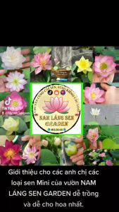 Củ sen giống mini các loại có bảo hành củ giống bảo lên và đúng mặt hoa.