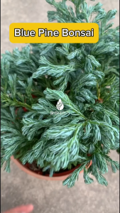 Pokok Hiasan Pokok Bonsai Blue Pine Bonsai Plant Pokok Landskap Outdoor Plant Live Plant SHS Kebun