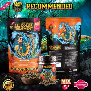 Pelet Channa ALL COLOR TREATMENT Bang Fish Aquatic