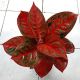 PETANI_MILENIAL.id