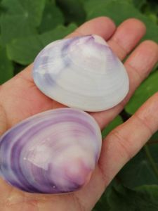 Rare Natural Shell Sea Snail White Purple Conch Home Decoration Ornaments Creative Birthday Gifts Shell Coral Home Decor