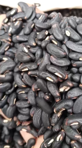 BENIH SAYURAN: 100 BENIH KACANG PANJANG KANTONG TAVI KUALITAS UNGGUL