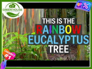 Green House® - Bagras Eucalyptus Rainbow Tree Seeds for Planting Trees (20 Seed) incl. Instruction