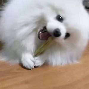 Rawhide Vacuum Packaging Dog Dental Chew Dog Treats Dog Treat Snack Dog Snack Food 狗狗磨牙棒 狗狗零食