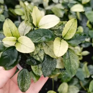 Aquatic plants Anubias barteri pinto rare（水草平托小榕）