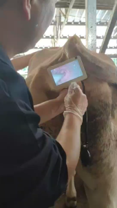 Veterinary Visual Artificial Insemination Animal Digital AI Gun for Cow Cattle ECI- PX100