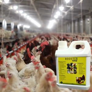 Vitamin penggemuk Ayam paling ampuh Booster Ayam cepat besar gemuk Sehat Vitamin Ayam cepat germuk