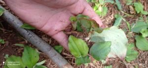 MURAH BIBIT KENCUR /CIKURCIAMIS ( 100grm ) langsung ambil dri kebun