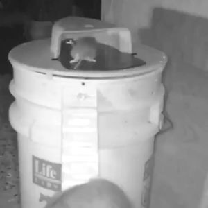 Mouse Rat Mice Trap  Live Catch Pet Safe Home Garden Perangkap Tikus Hidup Reusable Rat Catching Mice Plastic Bucket Lid Household Excluding Barrels
