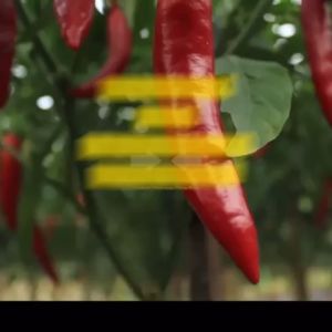 Benih Cabe Cabai Besar PILAR F1 Isi 125 Butir Cap Panah Merah