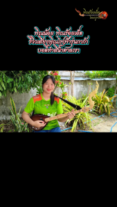 พิณไฟฟ้ารุ่นกาก้า บอดี้ทำสีน้ำตาลเงางาม คอและบอร์ดไม้เมเปิ้ล 3 สาย 15 เฟรต(เฟรตโค้ง 2.9 มิลลิเมตร) 1 PU คุณภาพสูง