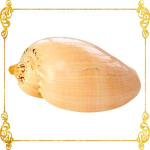 Crowned Melon Shell Baler 6 - 7 Inches Buffed