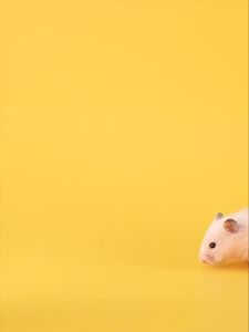 thức ăn hạt Jonsanty kèm quả óc chó rau củ tàu hủ sấy và thịt đông khô dành cho hamster - T3 PETS SHOP
