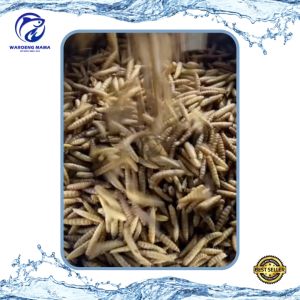 Maggot Kering BSF 30 gram PREMIUM Pakan Ikan Channa Arwana Koi Reptil Hamster