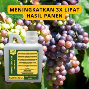 Pupuk Pelebat Buah Anggur & Cara Menggunakannya