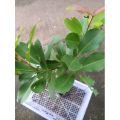 Duhat Grafted Giant fruit/Lomboy/ Giant Java Plum fruit hybrid tree Var. 