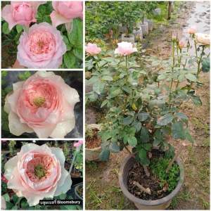 กุหลาบ-บลูมเบอรี่ Bloomsbury (กระถาง 12 นิ้ว)  ดอกใหญ่ มีกลิ่นหอม บานทน