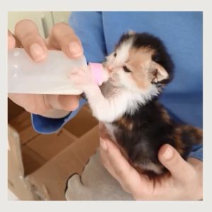 PAW HERO (VARIATION) Bioline Goats Milk Powder for Dogs & Cats 200g / Pet Milk Lactose 220ml Cow Milk Replacer