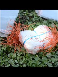 Garden Net Bag Anti Pest Garden Fruit Protect Net bag Balut Buah nylon Mesh fruit fly  Kebun Beg Buah 水果保护网袋 水果套 果蔬套 水果网