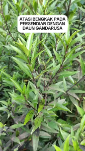 Herbal Daun Gandarusa Segar / Daun Genjik / Daun Ganda Rusa Segar Alami