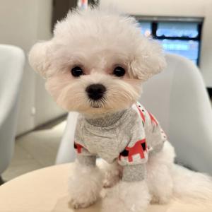 Thickened Pet Dog T-Shirt Winter Clothes Sweatshirt for Pomeranian Teddy Bichon Schnauzer French Bulldog Fat Cats And Dogs