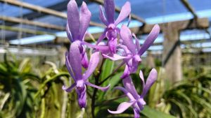 กล้วยไม้ลูกผสมแวนด้า ชามx( เข็มญี่ปุ่นxทำยันฮี) กล้วยไม้ชนิดใหม่