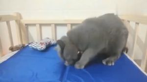 Marino แผ่นรองนอนเจลเย็นสัตว์เลี้ยง แผ่นเจลเย็น สำหรับสุนัขและแมว Pet Cool Mat Maddox No.Y1759 Y1986