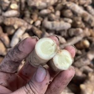 1kg NGẢI CHỐNG ĐỘC HÀNG CHUẨN KHÔNG PHA TRỘN NGHỆ TRẮNG