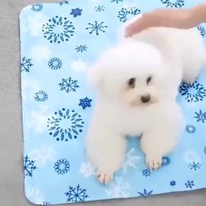 ชุดเครื่องประดับ แผ่นเจลเย็นแมว สำหรับสัตว์เลี้ยง, สูงสำหรับตวง เบาะนอนเย็น สำหรับสูน ที่นอนเจลเย็น ราคาที่นอน