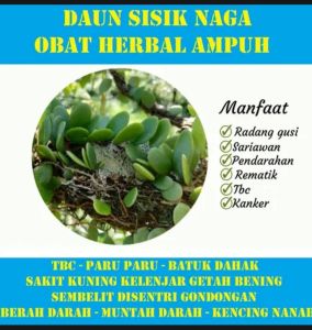 daun sisik naga/daun picisan segar hanya di petik saat di order dijamin segar