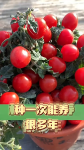 Dwarf Tomato SeedsBiji Benih Tomato Renek (30 Seeds)