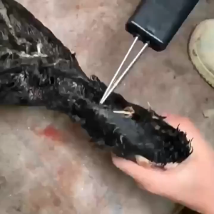 Tang pencabut bulu ayam elektrik/ Pinset pencabut bulu ayam