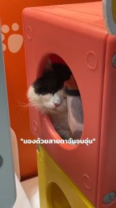 Hosttail อุโมงค์แมว คอนโดแมว สไตล์เกาหลี มินิมอล บ้านแมวพลาสติก Cat Box