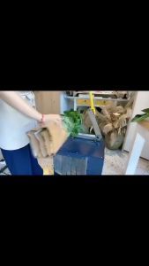 pre-order Manganese steel guillotine Flower Stem Cutter used For flower thorns and leaves removing machine