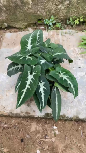 Cây Trầu Bà Nhung - Tổng thể tầm 20-30 cm - Xum xuê!