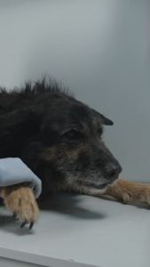 DeliSci Low Fat 📌อาหารไขมันต่ำ ที่มีการจำกัดปริมาณโปรตีน เพื่อการจัดการด้านอาหารที่ครอบคลุม และ ใช้ได้หลากหลายกรณีมากขึ้น 📌ใช้วัตถุดิบจากเนื้อปลา 100% ไม่มีส่วนผสมของผลพลอยได้จากสัตว์ ทำให้ย่อยง่าย นำสารอาหารไปใช้งานได้อย่างเต็มที่ และยังสามารถใช้