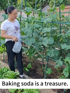 Agricultural baking soda fertilizer for plant Sodium Bicarbonate increase production deinsectization